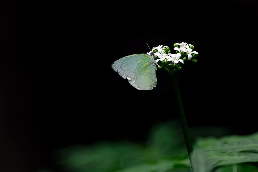 bloem, witte vlinder, insect, stuifmeel, detailopname, fabriek, macro, groene kleur, zomer, blad, lente