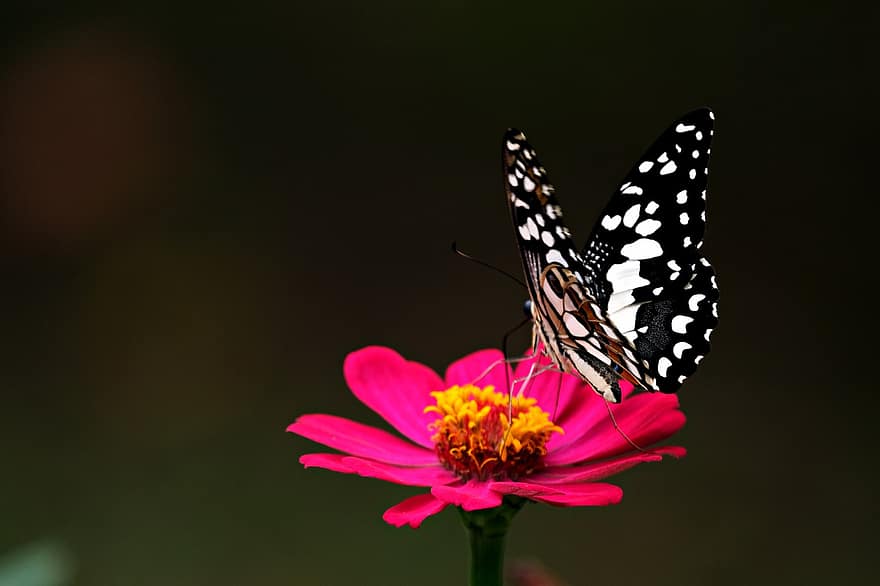насекомо, липова пеперуда, опрашване, ентомология, цвете, флора, пеперуда, едър план, лято, многоцветни, макро