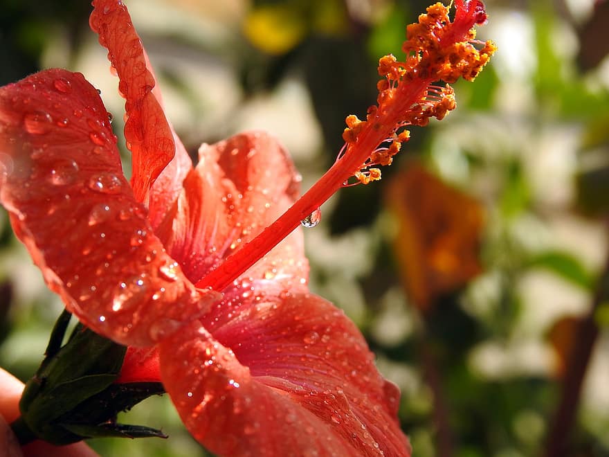 hibiscus, rød hibiskus, rød blomst, dug dråber, natur, have, flora, makro, blomstre