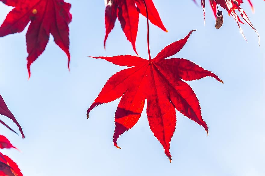 autunno, le foglie, fogliame, albero, foglie rosse, foglie d'acero, foglie d'autunno, fogliame autunnale, stagione autunnale, natura