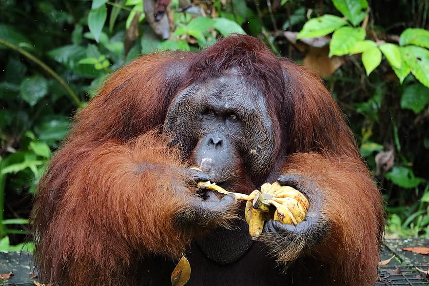 zvíře, orangutan, savec, opice, druh, fauna, primát, ohrožené druhy, tropický deštný prales, zvířata ve volné přírodě, les
