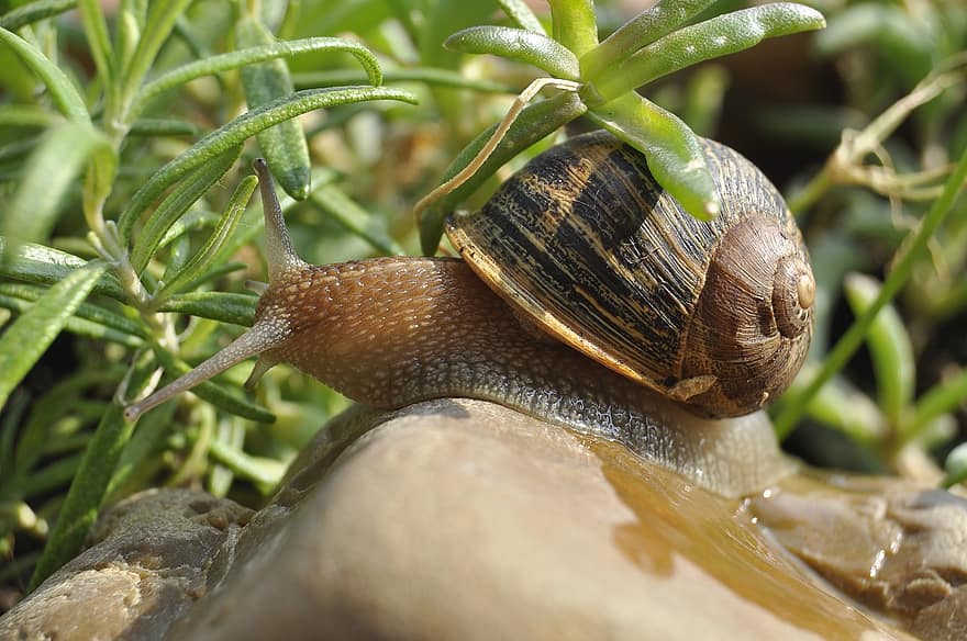 Snail, Clam, Shell, Animal