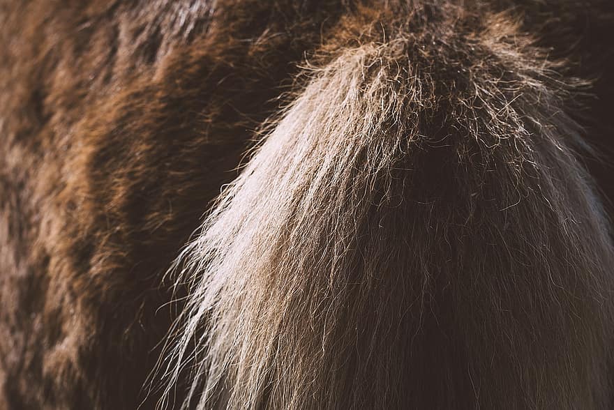 лошадь, животное, хвост, конский хвост, пони, исландский пони, коричневая лошадь, млекопитающее, лошадиный