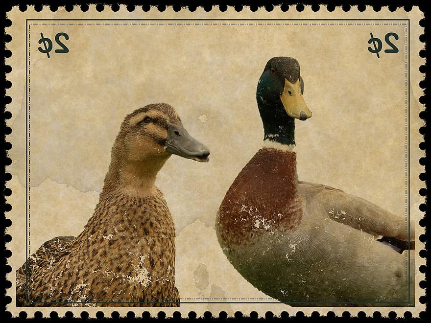 Briefmarke, Porto, Jahrgang, Stockente, Ente, 2 Cent, mail, Symbol, alt