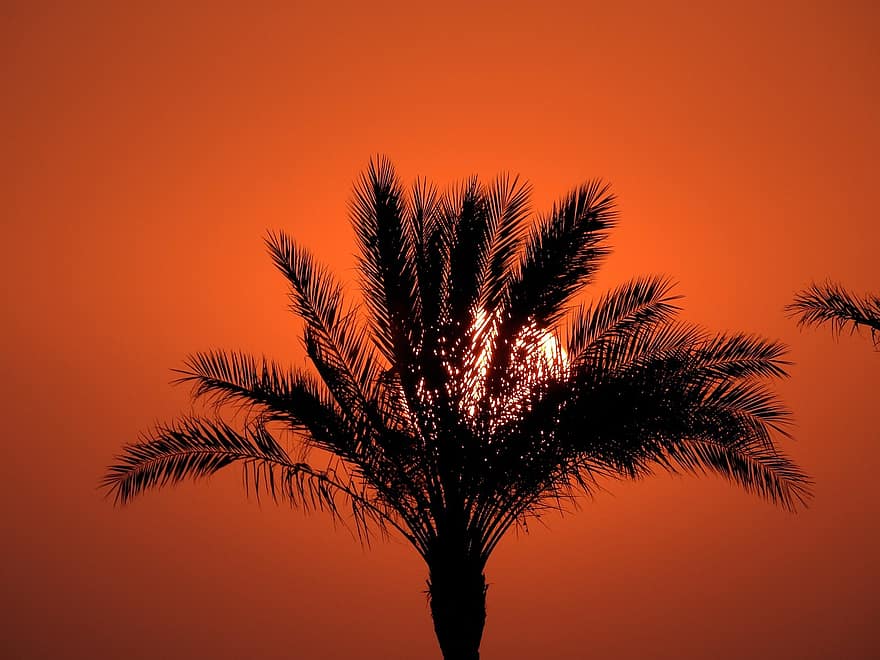 palmu koks, saulrieta, ārā, tropu