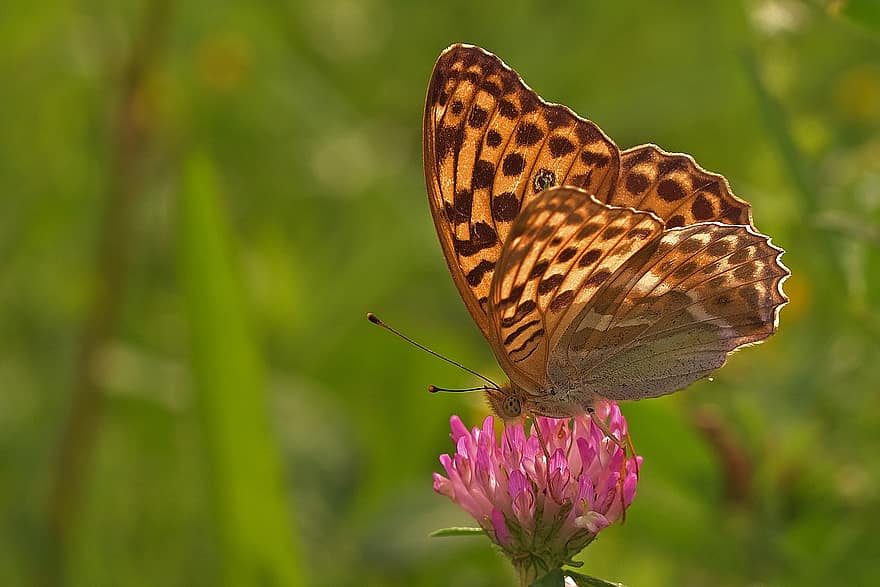 Butterfly, Flower, Pollination, Insect, Fritillary, Argynnini, Bloom, Blossom, Plant, Flora, Nature