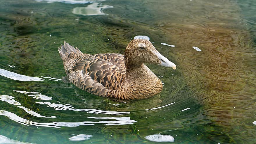 Common Eider, Duck, Bird, Swim, Waterfowl, Water Bird, Animal, Water, Plumage, Feathers, Beak
