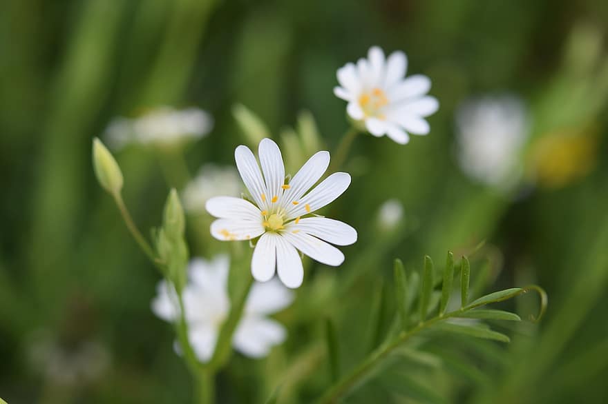 큰 stitchwort, 꽃, 식물, 꽃잎, 흰 꽃, 봄의 꽃, 플로라, 봄, 자연