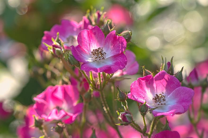 Flowers, Pink-white, Rose, Wild Rose, Close Up, Nature, Plant, Summer, Romance, Greeting