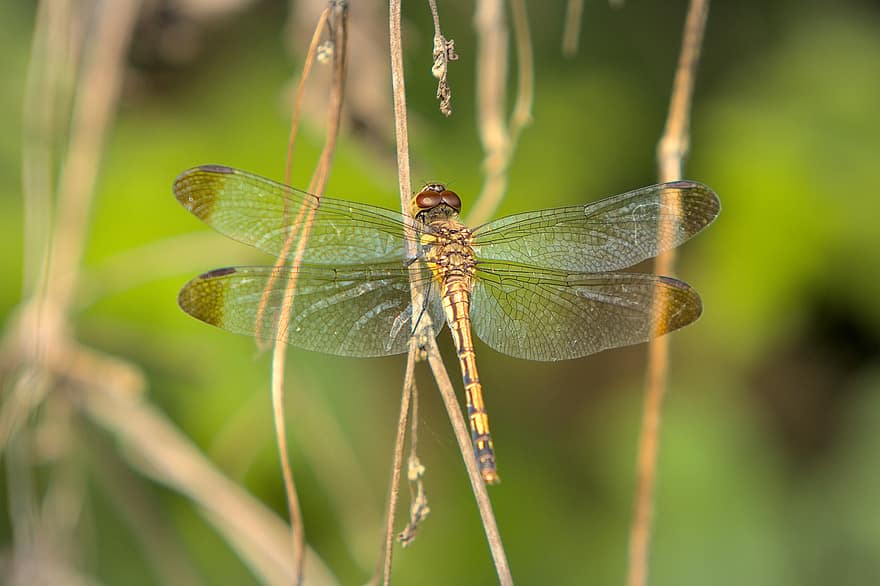 Dragonfly, Wings, Insect, Nature, Bug, Winged, Dragonfly Wings, Entomology