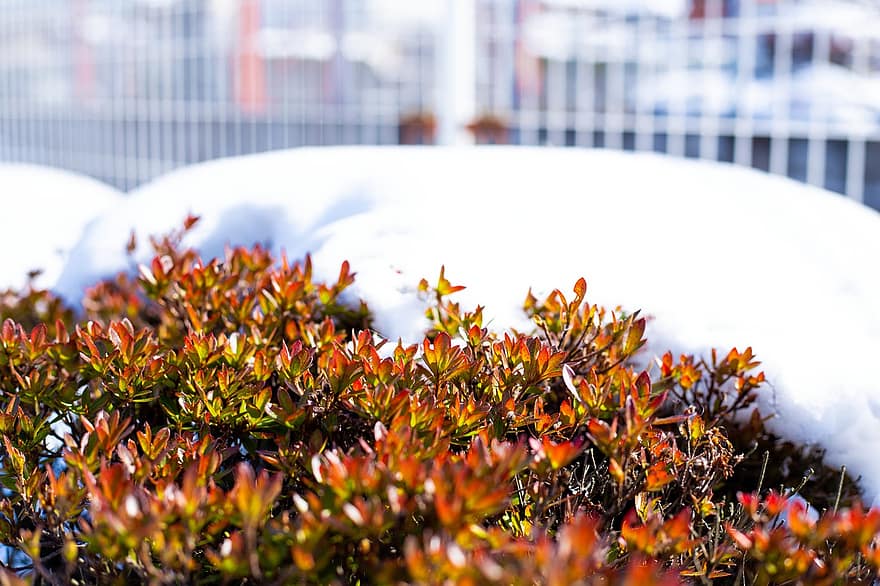 nieve, arbusto, planta, hielo, escarcha, congelado, frío, invierno, hojas, follaje, soleado