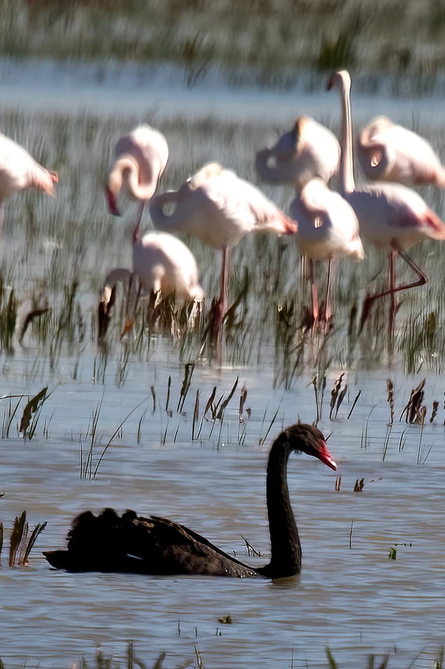 zwaan-, flamingo's, vogelstand, meer, water, vogelen, wild, dieren, fauna, natuur, donana