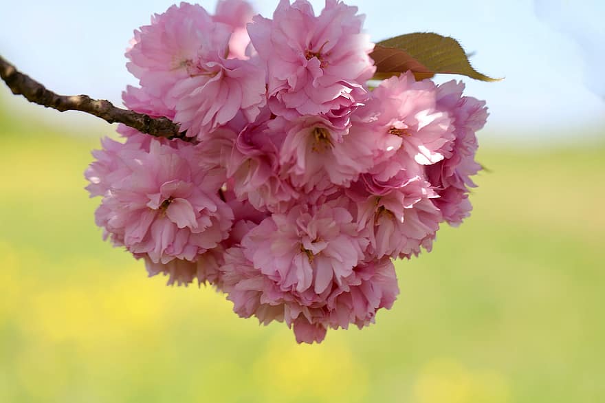 wiśnia japońska, Kwiat Wiśni, grannenkirsche, prunus serrulata, wiśnia ozdobna, gałąź kwitnienia, kwitnąć, sakura, wiosna, kwiat, drzewo