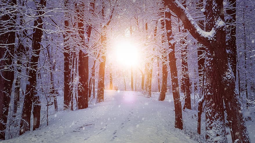 zimní, cesta, Příroda, sníh, stromy, les, strom, sezóna, krajina, slunečního světla, mimoměstské scény