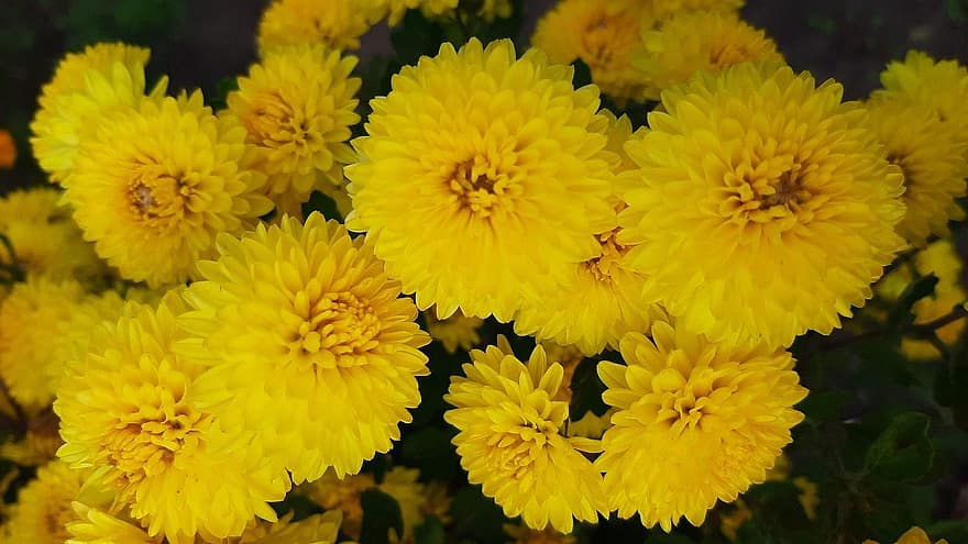 chrysant, bloemen, planten, gele bloemen, bloemblaadjes, bloeien, tuin-, natuur, detailopname, geel, fabriek