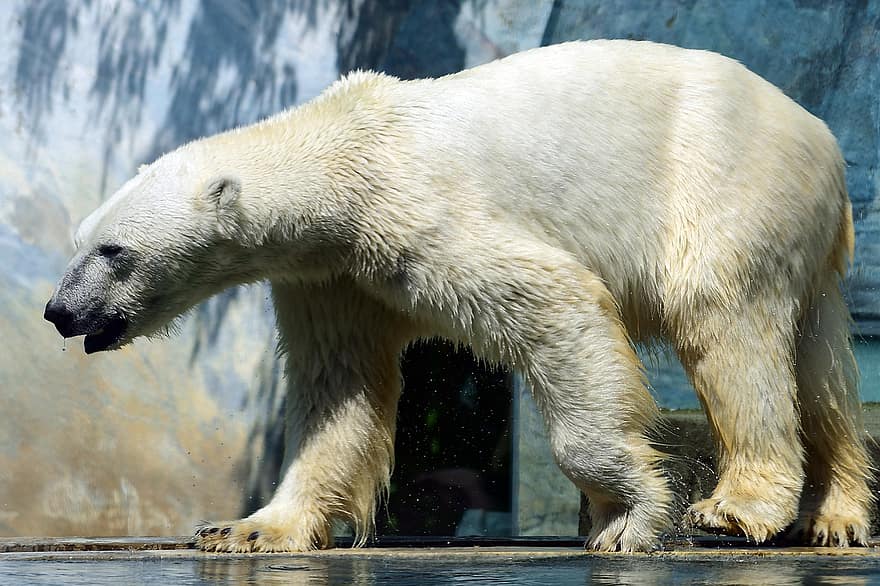 Urso polar, predador, animal, jardim zoológico, perigoso