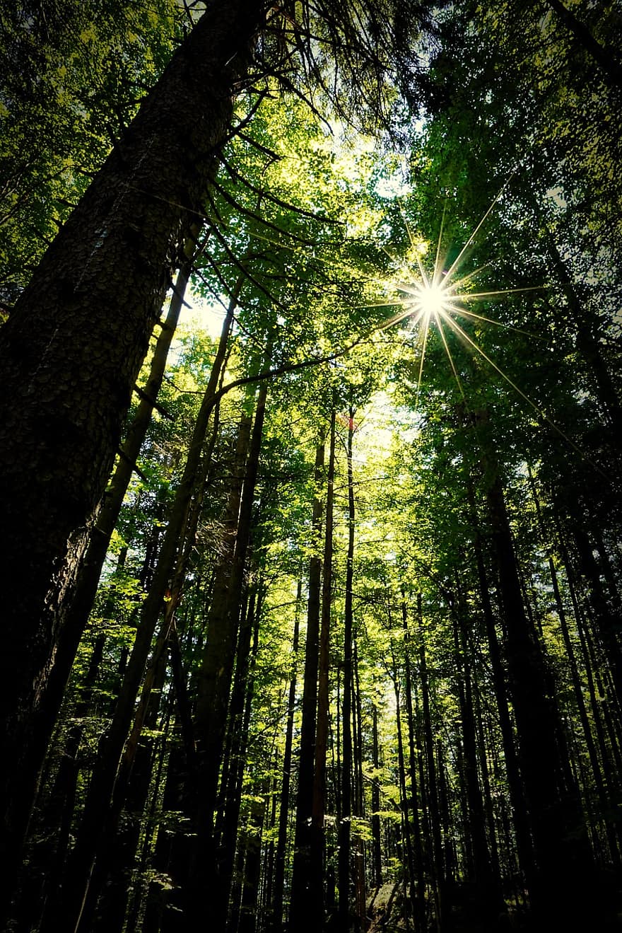 rừng, cây, Thiên nhiên, chi nhánh, lá, tán lá, ánh sáng mặt trời, gỗ, tâm trạng