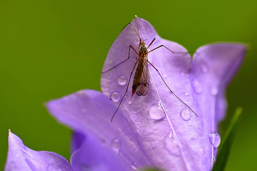 Insect, Flower, Bluebell, Water Drops, Droplets, Legs, Wings, close-up, macro, plant, summer
