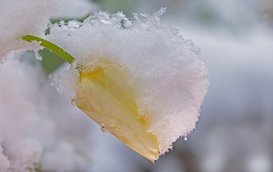 หิมะ, เต็มไปด้วยหิมะ, ดอกไม้, ดอก, เบ่งบาน, ใกล้ชิด, ใบไม้, น้ำแข็ง, ฤดูหนาว, น้ำค้างแข็ง, ฤดู