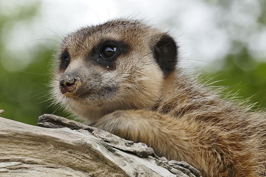 meerkat, animale, natura, animali allo stato selvatico, mammifero, piccolo, carina, mangusta, all'aperto, avvicinamento, un animale