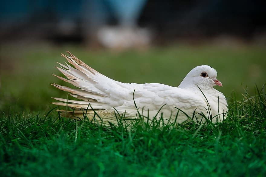 Dove, White Dove, Grass, Columbidae, Symbol Of Peace, Bird, Avian, Ornithology, Background, beak, feather