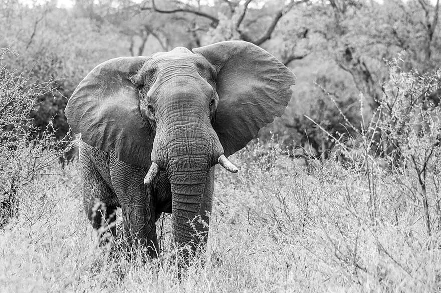 الفيل ، حيوان ، الحيوانات البرية ، الشثني حيوان ، الحيوان الثديي ، أنياب ، طبيعة ، سفاري ، جنوب أفريقيا ، أفريقيا ، فيل أفريقي