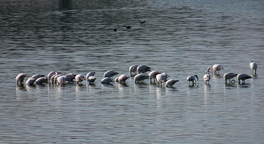 kuş, flamingo, tüyler, daha büyük flamingo, phoenicopterus çevresi, yaban hayatı, renkli, barınak, Su, vahşi hayvanlar, gaga