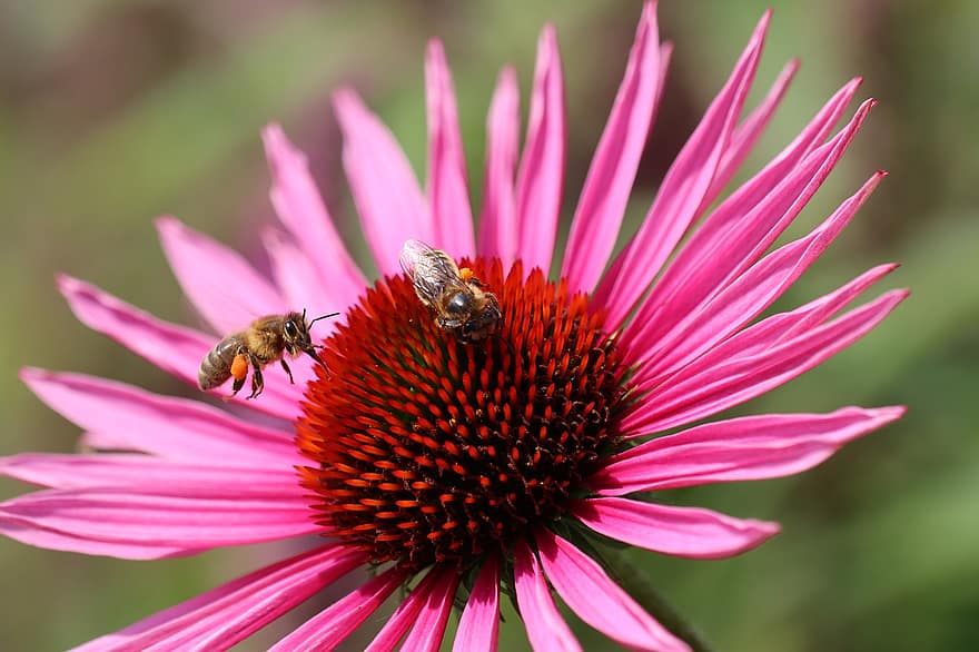 lebah, labirin, makro, alam, merapatkan, hewan, dunia Hewan, serangga, madu, biru, menyengat