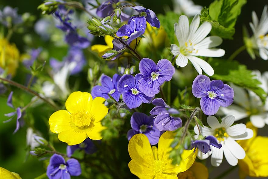 ziedi, Speedwells, zied, zieds, pavasarī, botānika, izaugsmi, makro, ziedlapiņām, raksturs, stellaria