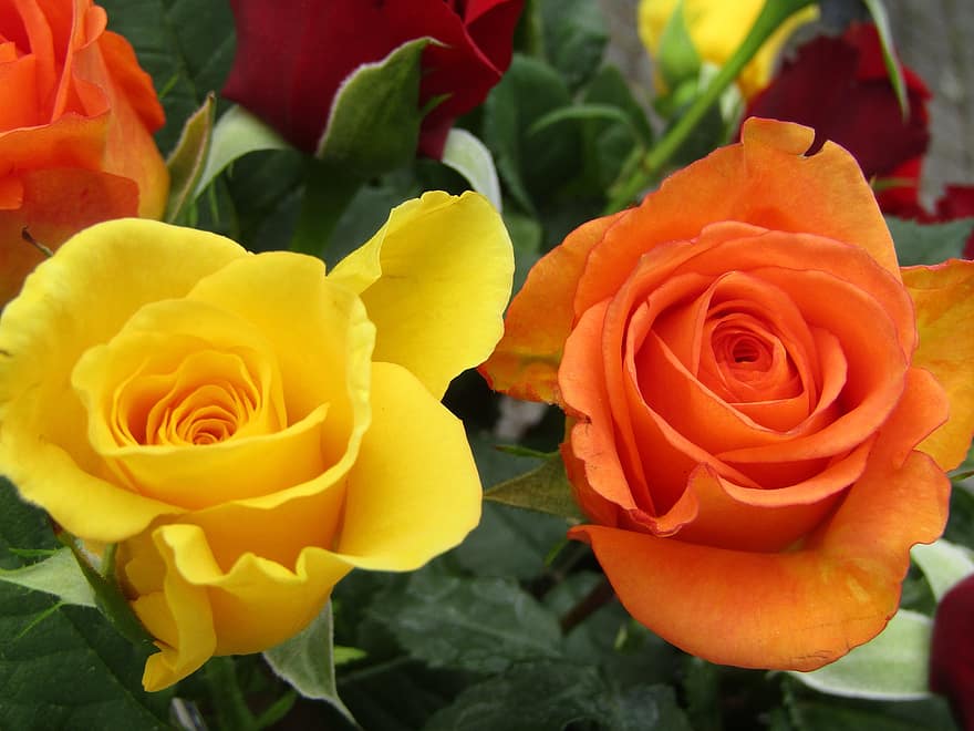 цветя, рози, оранжев, жълт, букет, букети, украса, цветни декорации, цвят, разцвет, природа