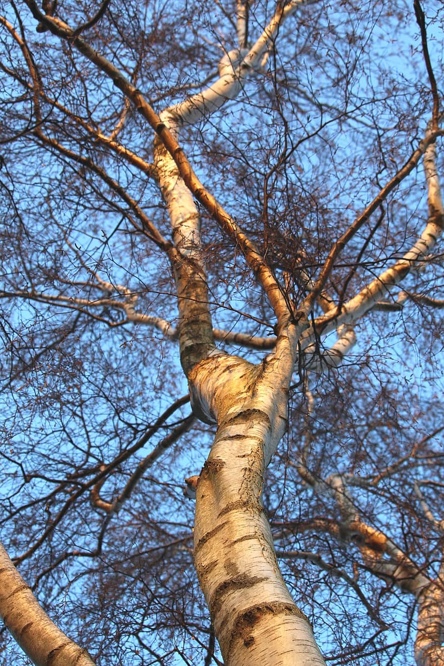 bạch dương, cây, chi nhánh, thân cây, sủa, gỗ, Lá cây, rừng, Mùa, mùa thu, màu xanh da trời