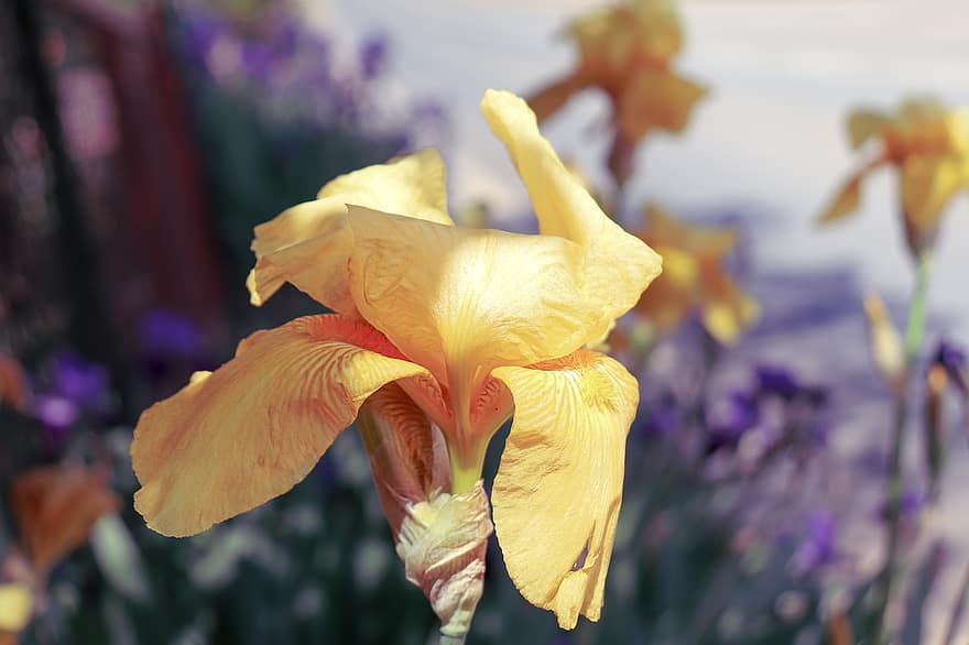 Iris, Schwertlilie, gelbe Iris, Blume, gelbe Blume, Frühlingsblume, Flora, Pflanze, blühen, Garten, Natur