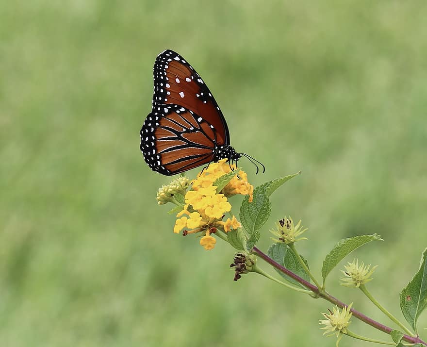 drugelis, monarchas, vabzdys, apdulkina, gėlės, Lantanos