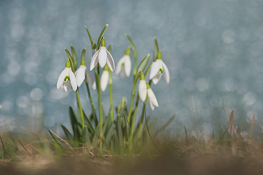 Snowdrop, Flowers, Plant, White Flowers, Bloom, Spring, Early Bloomer, Garden