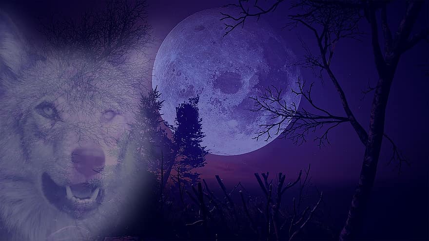 Loup, lune, nuit, pleine lune, clair de lune, région sauvage, les bois, paysage, la nature, animal, prédateur