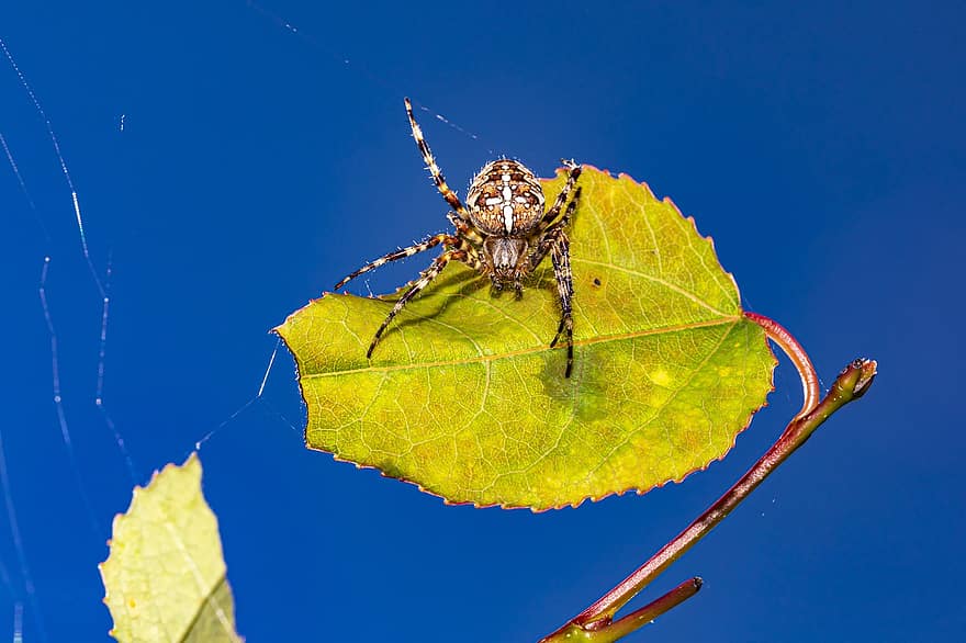 عنكبوت الحديقة الأوروبية ، عنكبوت الإكليل ، أورانجي ، عبر العنكبوت ، ويفر متوج ، دياميناتوس ارانوس ، العنكبوت ، الشبكه العنكبوتيه ، عنكبوتي ، حشرة ، قريب