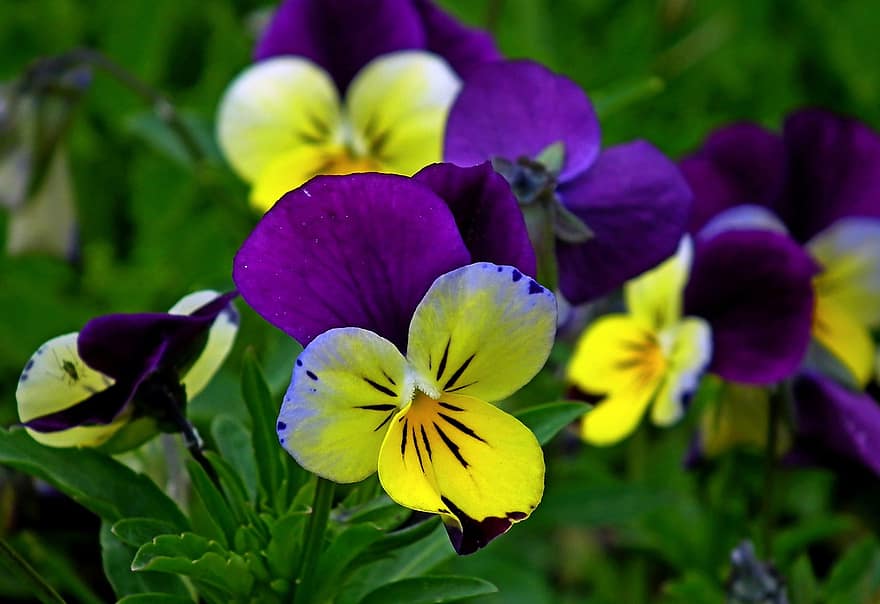 viooltjes, bloemen, bloemblaadjes, bloeien, bloesem, flora, bloementeelt, tuinbouw, plantkunde, natuur, planten