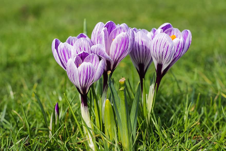 花、クロッカス、草、花びら、紫色の花、牧草地、春の花、咲く、工場、春、緑色