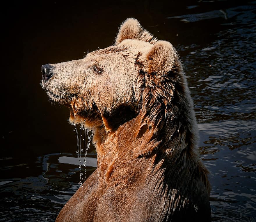 Niedźwiedź, brązowy niedźwiedź, jezioro, dzikie zwierze, drapieżnik, zwierzęta na wolności, mokro, woda, zbliżenie, jedno zwierzę, upuszczać