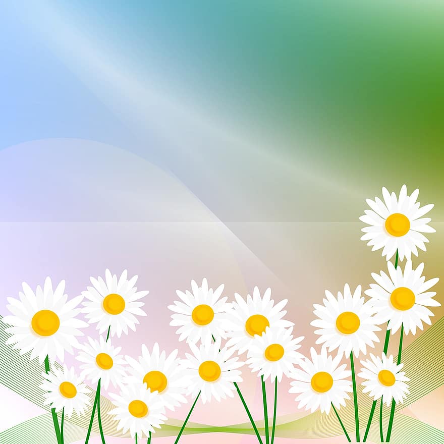 baggrund, forår, Madelief, tusindfryd, hvide blomster, have, lystig, blomster