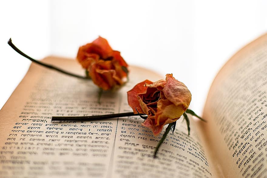 hebrajų knyga, džiovintos rožės, skaitymas, gėlės, knyga, žymę, romanas, rožės, nudžiūvusios rožės, knygynas, išblukusios rožės