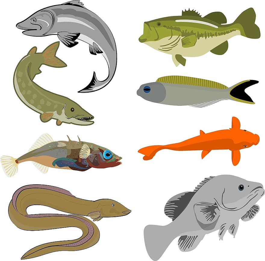риба, колекция, див, природа, море, океан, вода, биология, змиорка, комплект, чертеж