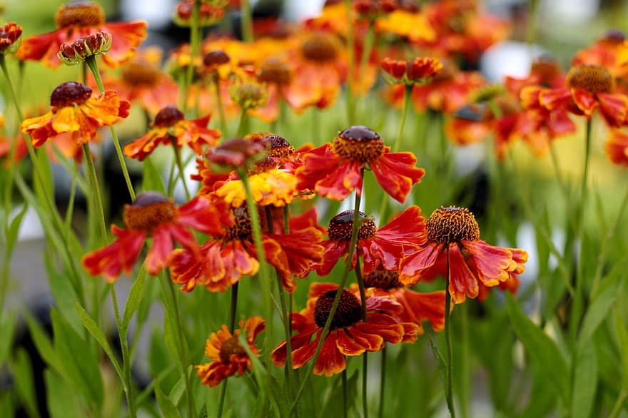 Helenium Waltraut, Sonnenhut, Sommer-, Orange, Blumen, Gartenpflanze, blühen