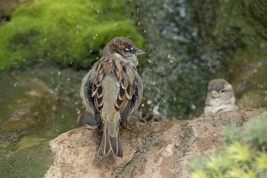 Sparrow, Bird, Animal, Perched, Plumage, Beak, Bill, Feathers, Ornithology