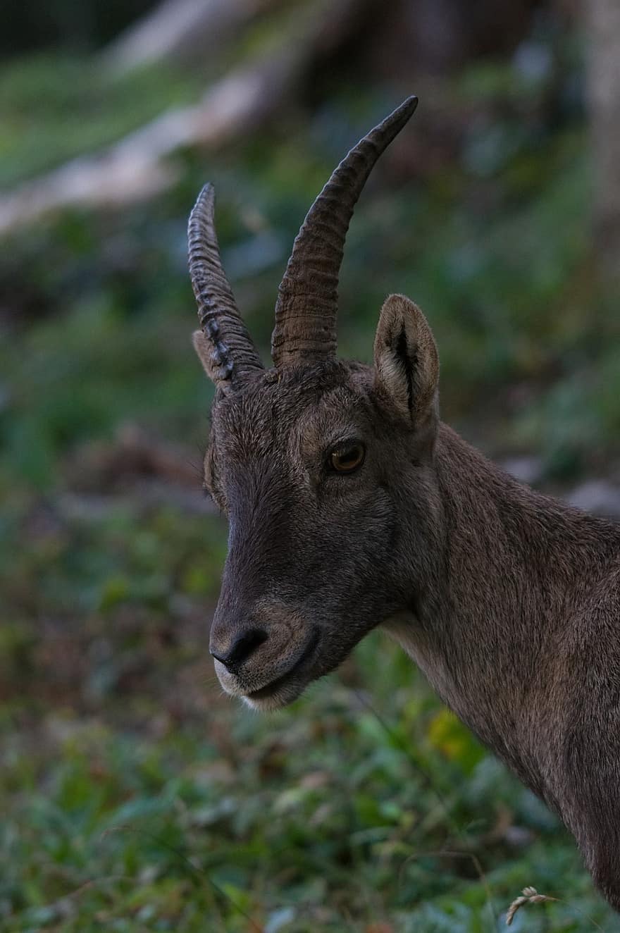 Wildlife, Animal, Alpine Ibex, Ibex, Wild Goat, Wild Animal, Mammal, Steinbock, Bouquetin, Stone Goat, Capricorn
