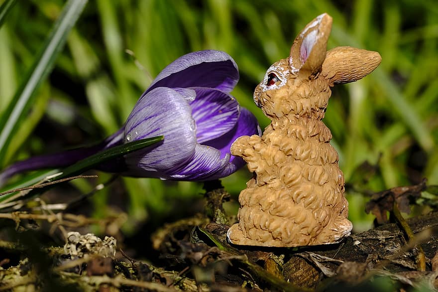 Paskalya, Paskalya Tavşanı, çiğdem, çiçek, bahar, tavşan, kartpostal, bitki, doğa, Çiçek açmak, Paskalya festivali