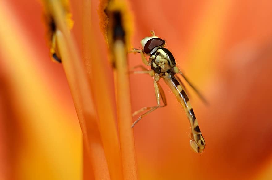 Hoverfly, летать, насекомое, ошибка, крылья, цветок, пестики, завод