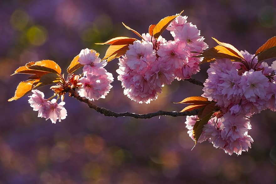 Kirschblüten, Blumen, Frühling, pinke Blumen, Sakura, blühen, Ast, Baum, Natur, Blume, Nahansicht
