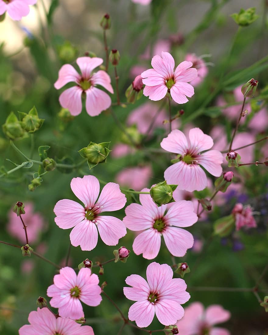 Pink Flowers, Small Flowers, Garden, Bloom