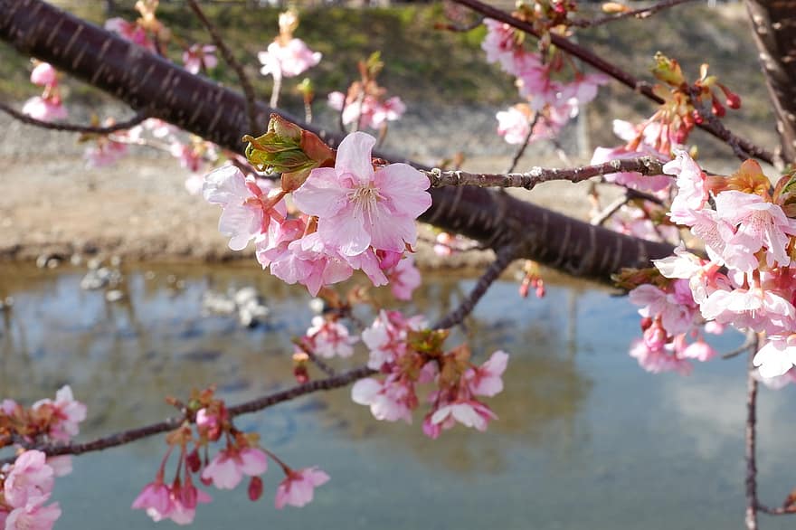 Cherry Blossoms, Flowers, Spring, Water, Landscape, flower, petal, blossom, springtime, close-up, leaf